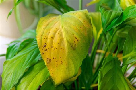 Yellowing leaves: