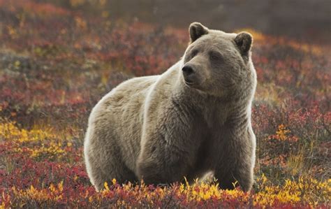 Yellowstone Bears in the Wild PDF
