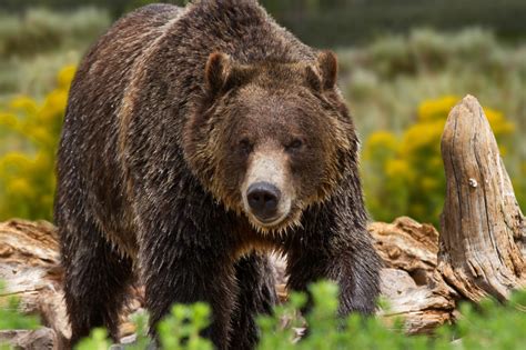 Yellowstone Bears in the Wild PDF