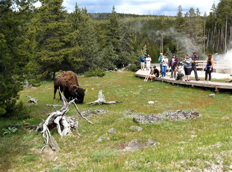 Yellowstone National Park: Where the Wild Things Are