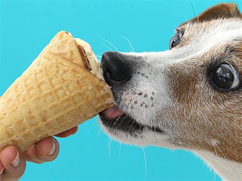 Yes, Dogs Can Eat Ice Cream, But...