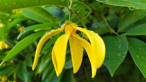 Ylang Ylang: O Elixir Floral para Equilíbrio Emocional e Beleza Radiante