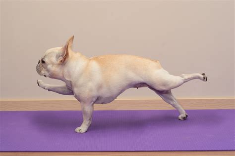 Yoga Dogs Reader