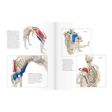 Yoga Mat Companion 3: Anatomy For Backbends And Twists Ebook Epub