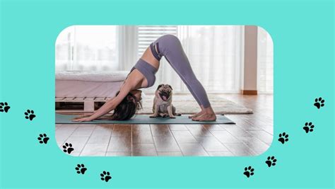 Yoga VS Pet-friendly Yoga: A Comparison