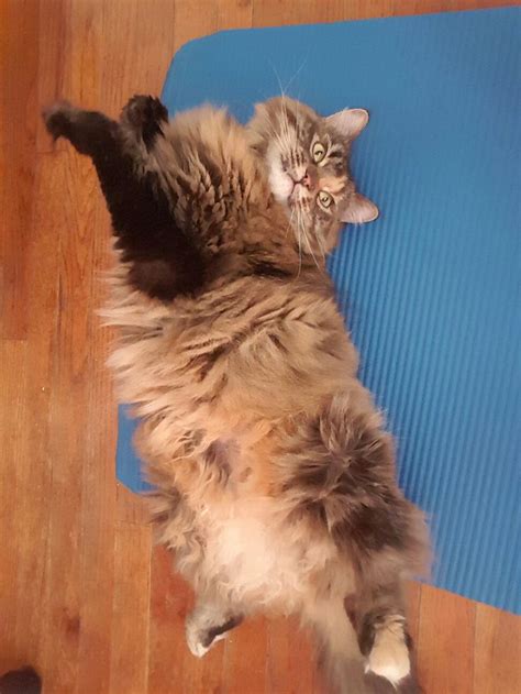 Yogakittykat: A Comprehensive Guide to the Yoga Practice for Cats