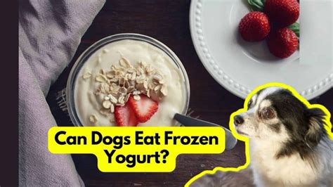 Yogurt and Canines: Unveiling the Truth