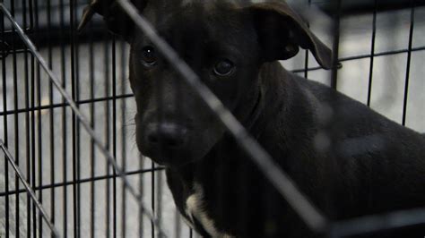 York County Animal Control: 5,000 Animals Rescued, 1,000 Adopted in 2022