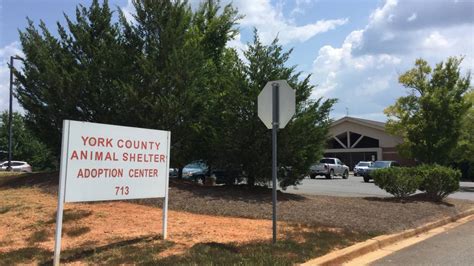 York County Animal Control: All You Need to Know