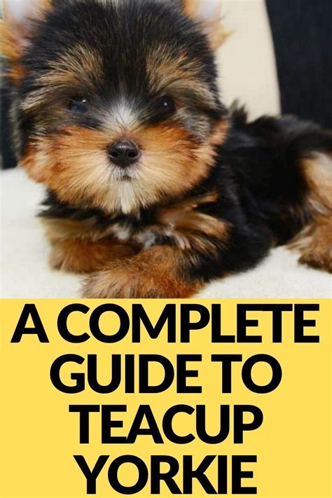 Yorkie Pictures: A Comprehensive Guide and Collection of Captivating Images