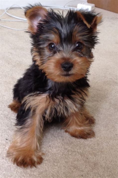 Yorkie and a Maltese Mix: A Comprehensive Guide to the Morkie