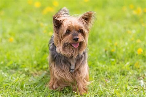 Yorkshire Precio: A Comprehensive Guide to Yorkshire Terrier Prices in 2023