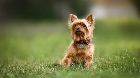 Yorkshire Terrier Care and Behavior in 2025