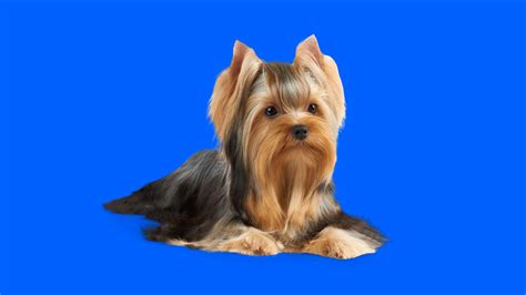 Yorkshire Terrier Size: Everything You Need to Know