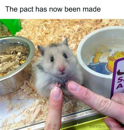 You Won't Believe These Hilarious Hamster Memes