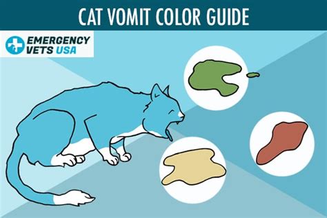 Your Cat Vomited Yellow Liquid: A Comprehensive Guide to Causes and Treatment