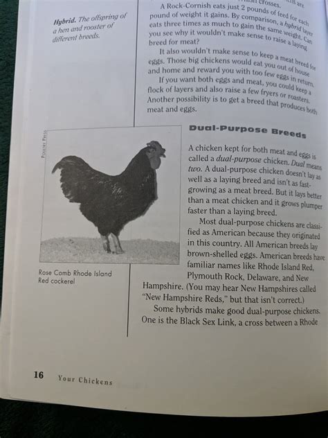 Your Chickens A Kid s Guide to Raising and Showing Reader