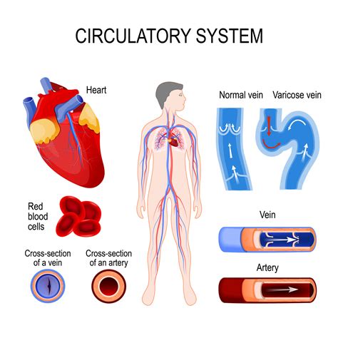 Your Circulatory System Epub