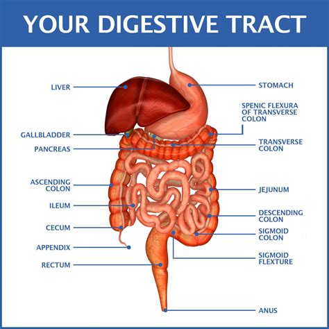 Your Digestive System PDF