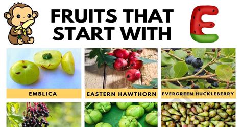 Your Guide to Exotic and Exceptional Fruits Starting with E