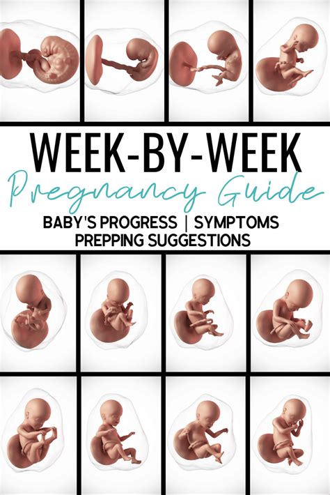 Your Pregnancy Week by Week Epub