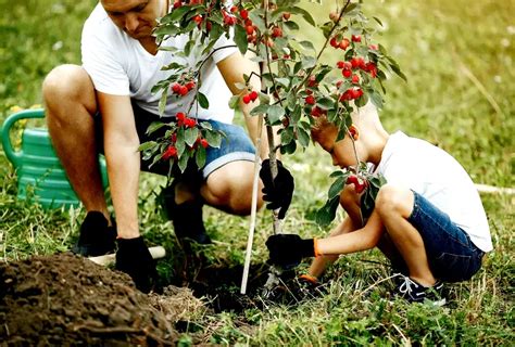 Your Trees and Shrubs' Secret to Thriving: The Ultimate Guide to 10 Tree & Shrub Fertilizers