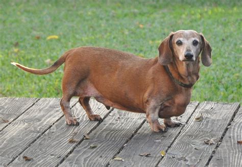 Your Ultimate Guide to Dachshund Rescue in Texas: Saving Lives, One Paw at a Time