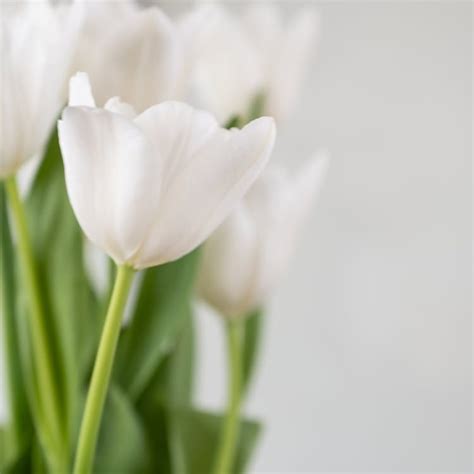 Your White Tulip: A Comprehensive Guide to Growing and Caring for the Perfect Blooms