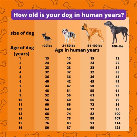 Your dog's age and energy level: