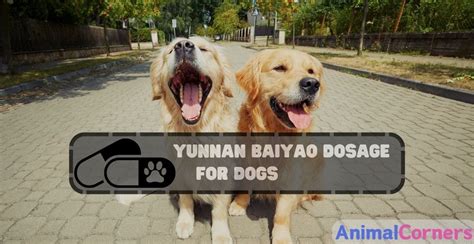 Yunnan Baiyao Dose for Dogs: A Comprehensive Guide