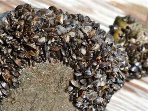 Zebra Mussels: Predators and Control Methods