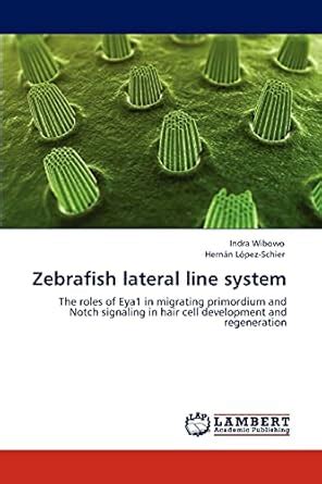 Zebrafish Lateral Line System The Roles of Eya1 in Migrating Primordium and Notch Signaling in Hair Doc