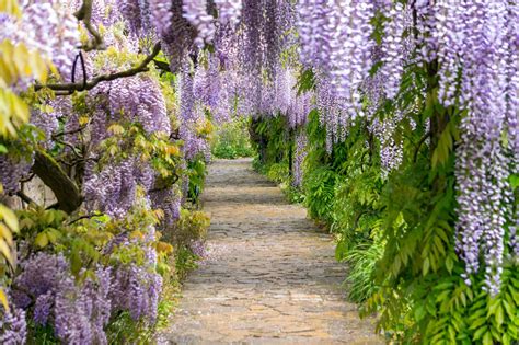 Zen Wisteria: A Path to Serenity and Harmony