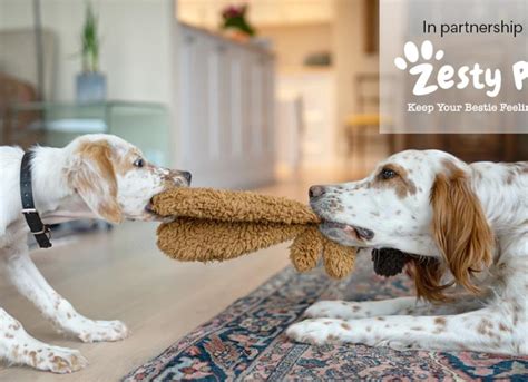 Zesty Paws Certifications and Regulations: Unlocking Trust in Pet Supplements