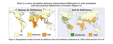 Zinc: A Vital Micronutrient for Plant Health