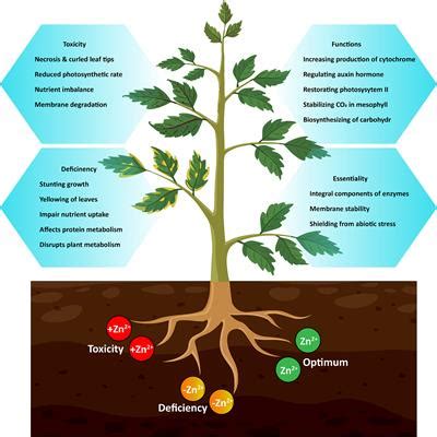 Zinc Fertilizer: The Essential Element for Improved Crop Production