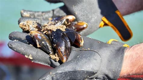 Zirkzee: De complete gids voor de Zeeuwse mossel