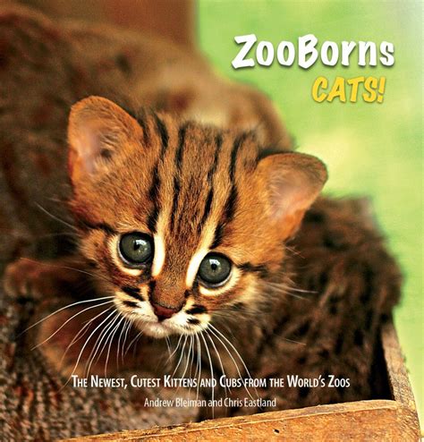 ZooBorns: Cats The Newest and Cutest Exotic Cats from Zoos around the World! Epub