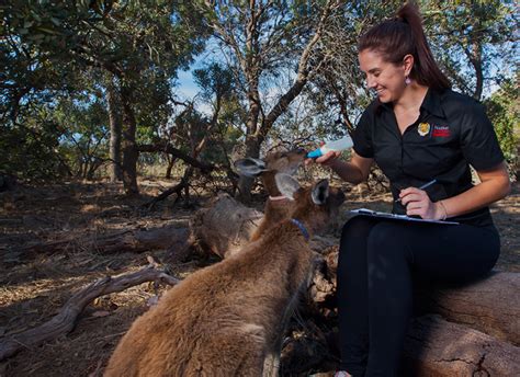 Zoologist Work Environment: A Behind-the-Scenes Look