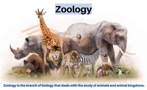 Zoology Kindle Editon