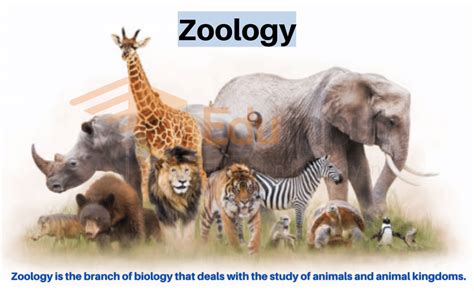 Zoology Kindle Editon