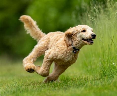 Zoomies After a Walk: Understanding and Managing Your Dog's Post-Walk Energy Burst