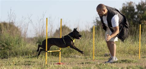 Zoro Boots: The Ultimate Dog Training Companion