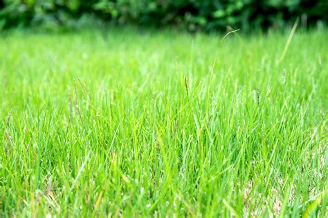 Zoysia Grass: A Beloved Lawn Choice