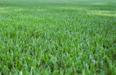 Zoysia Grass Seed: A Comprehensive Guide to Growing and Maintaining a Lush, Durable Lawn