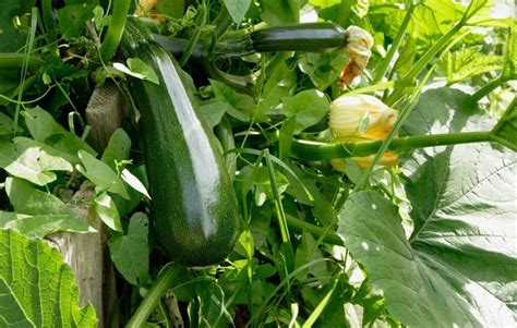 Zucchini: A Versatile and Low-Carb Vegetable