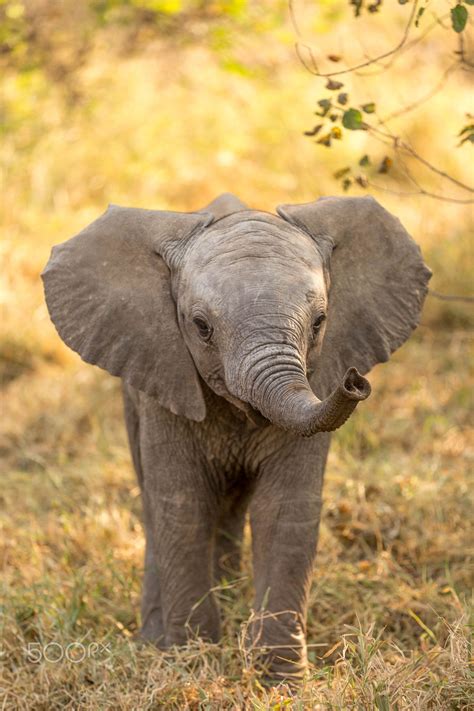 a baby elephant in the wild Reader