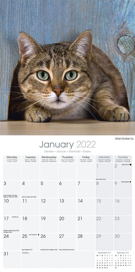a cat in the garden 2009 wall calendar Kindle Editon