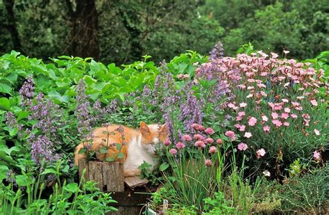 a cat in the garden 2011 wall calendar Epub