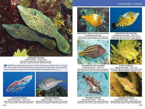 a divers guide to reef life Epub